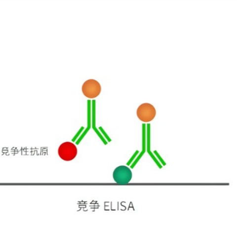 競爭性ELISA