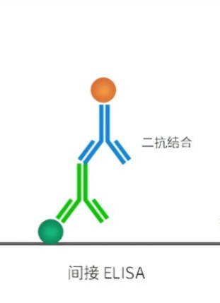 間接ELISA