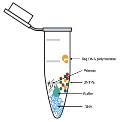 PCR