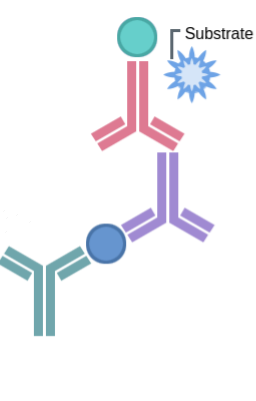 競(jìng)爭(zhēng)ELISA