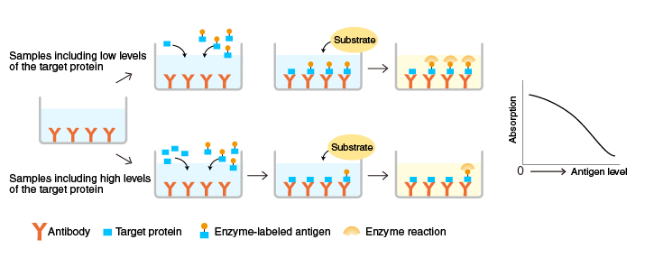 競(jìng)爭(zhēng)elisa